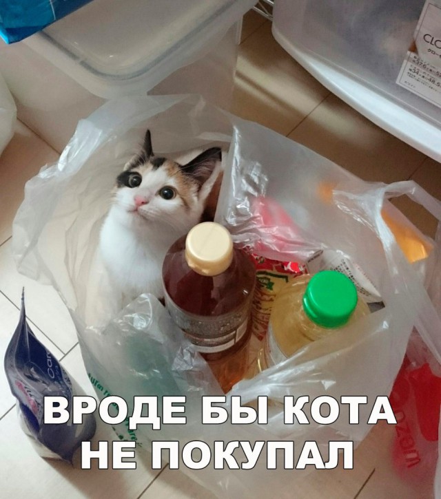Неадекватные коты