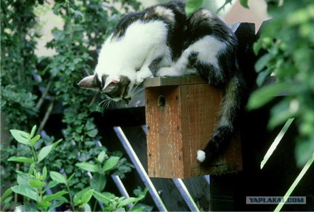 Котовторник в Египте