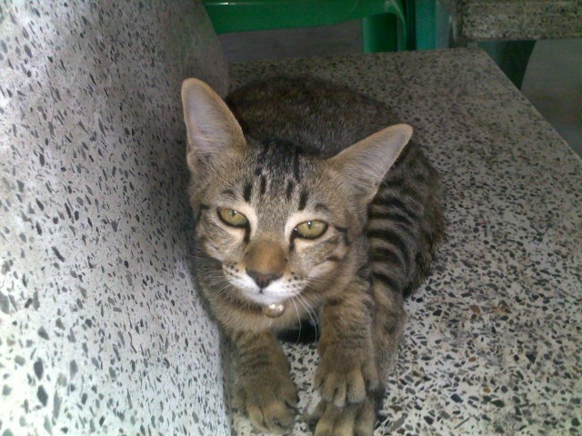 Котовторник 25.01.2011