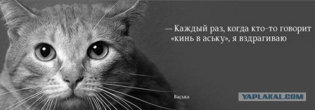 Жалейте бездомных котят!