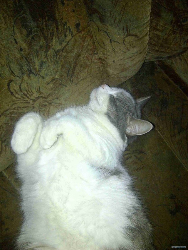 Котовторник так котовторник!