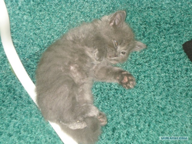 Котовторник 06.12.2011