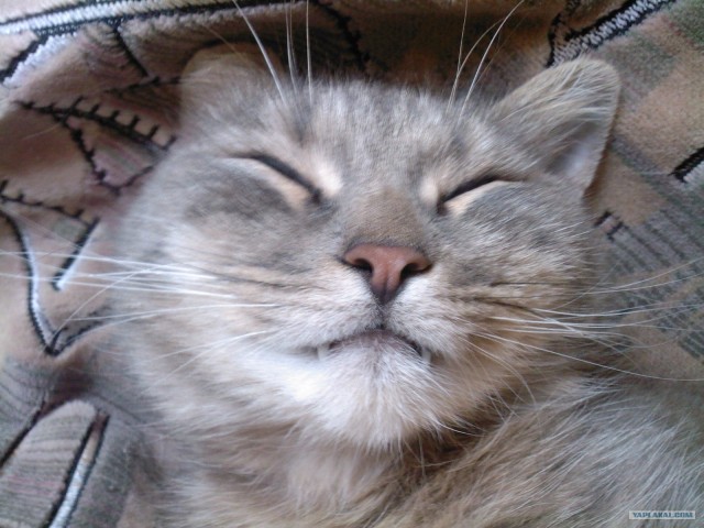 Котовторник 27.12.11