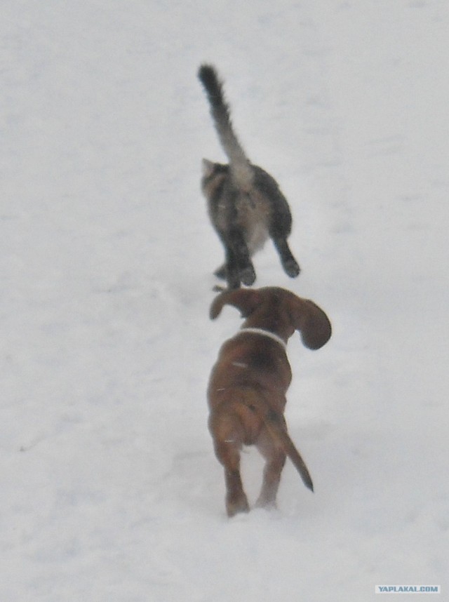 Котовторник (24. 01. 2012 )
