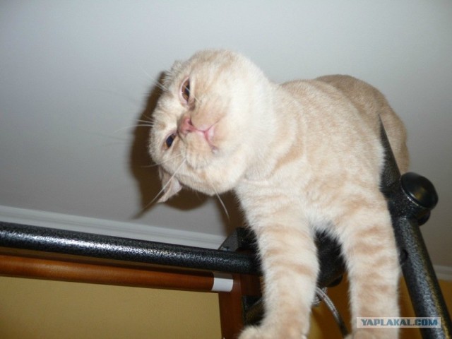 Котовторник (14.02.2012)