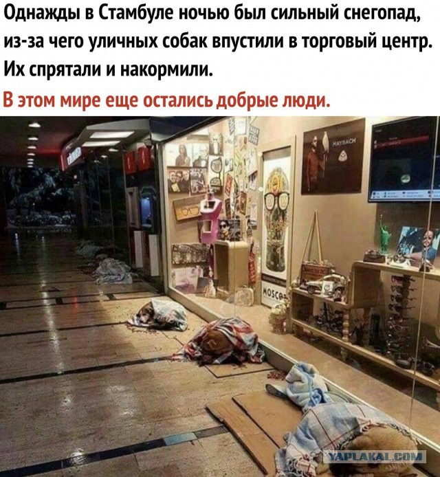 Трогательные истории в фотографиях