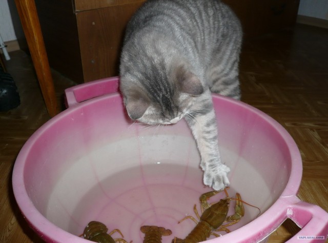 КОТОВТОРНИК (6.03.2012)