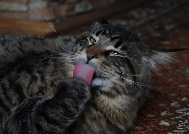 Котовторник 10.04.2012