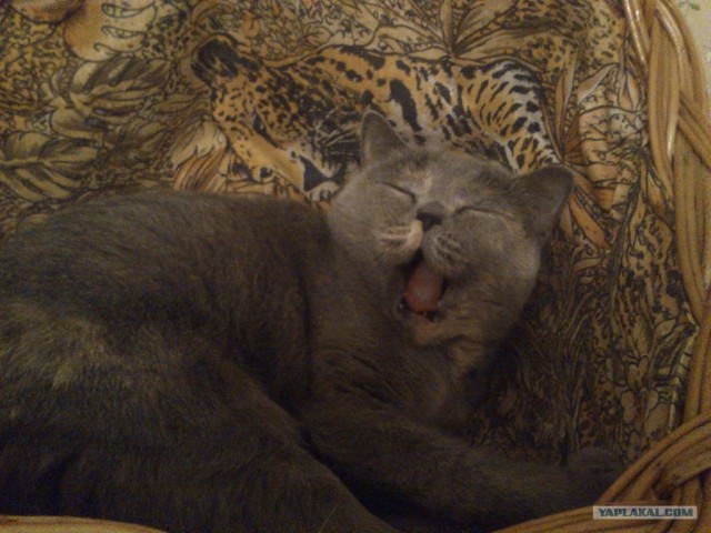 Котовторник 22.05.2012
