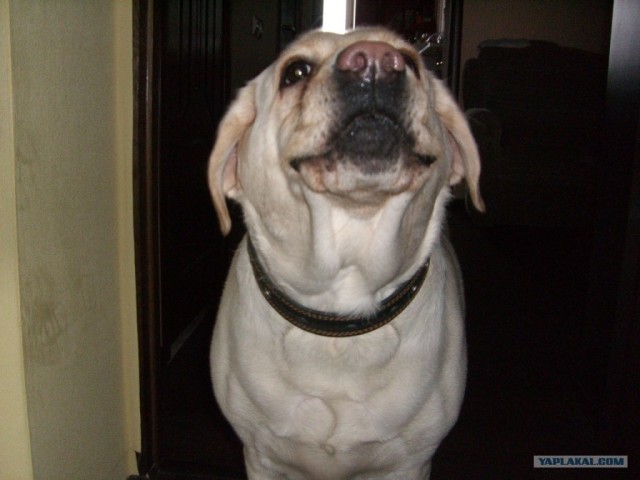 Собакочетверг 12.07.2012