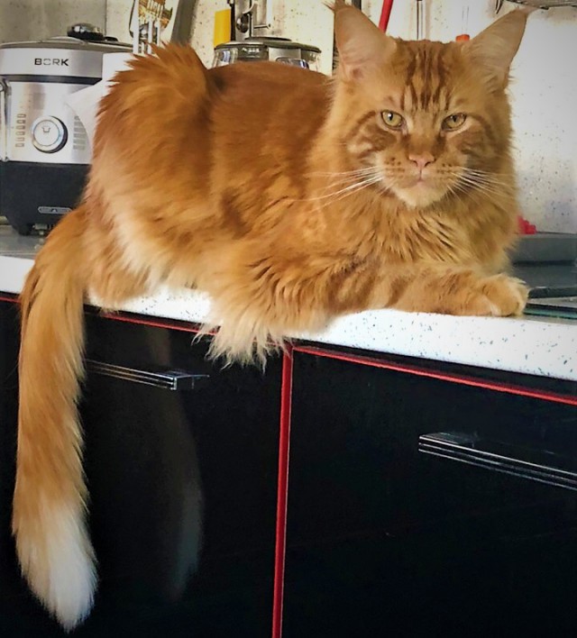 Котовторник 29.01.2019!