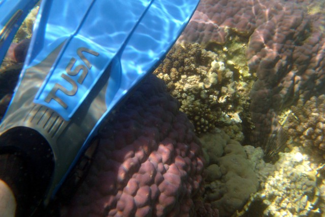 Невероятный подводный мир