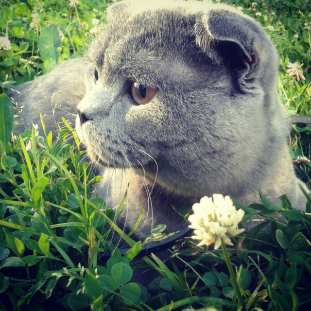 Живность из сети