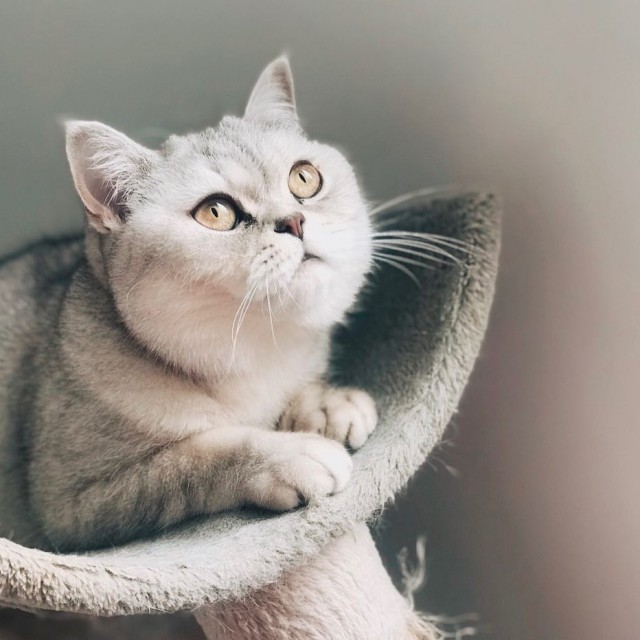 Котовторник! начнем? 04.06.19