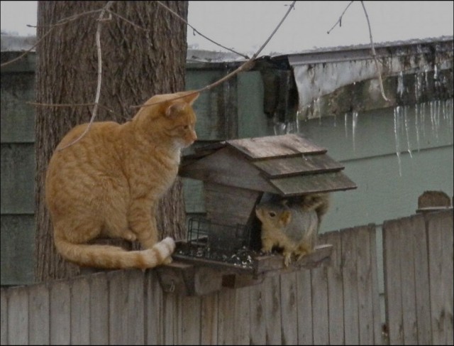 Забавные картинки с котами из сети