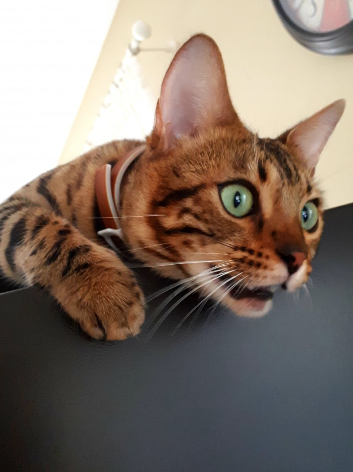 Котовторник 03.03.2020