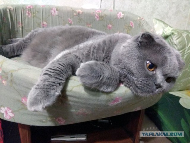 Ну, с котовторником!