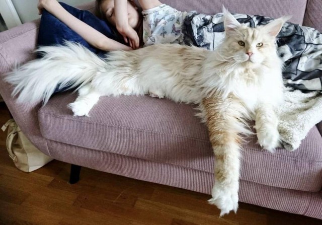 Эти забавные животные