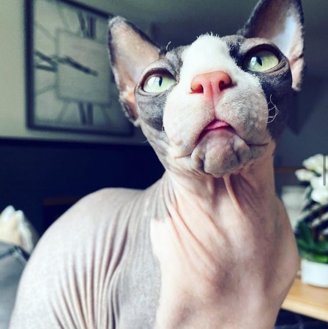 Эти забавные животные