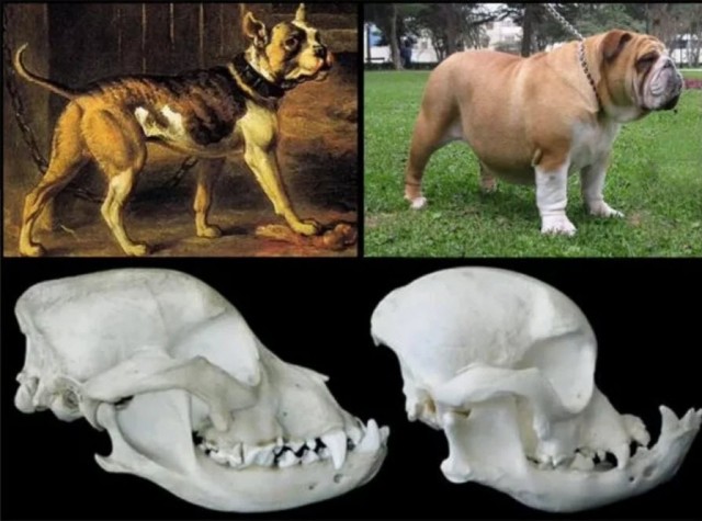 Брахицефалия: Мука длиною в жизнь. Правда о всех «плоскомордых» породах собак