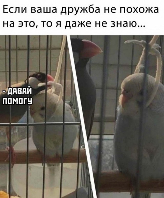 Чутка лайтовой фигни в ленту
