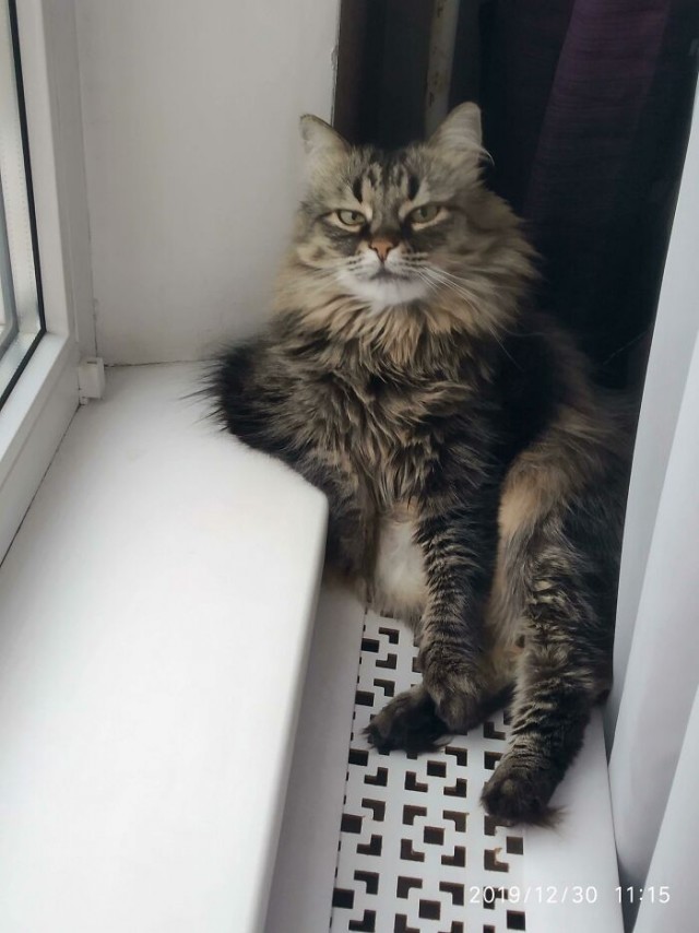 К - Котогеничность