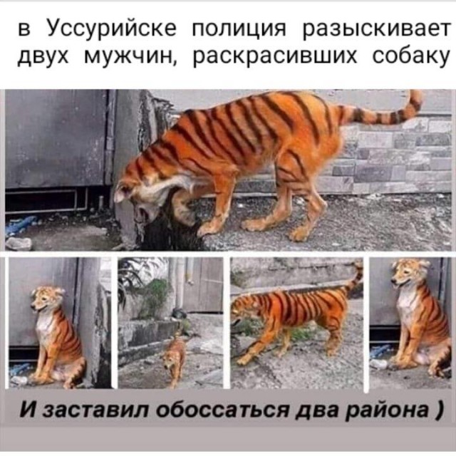 Полосатый догхантер