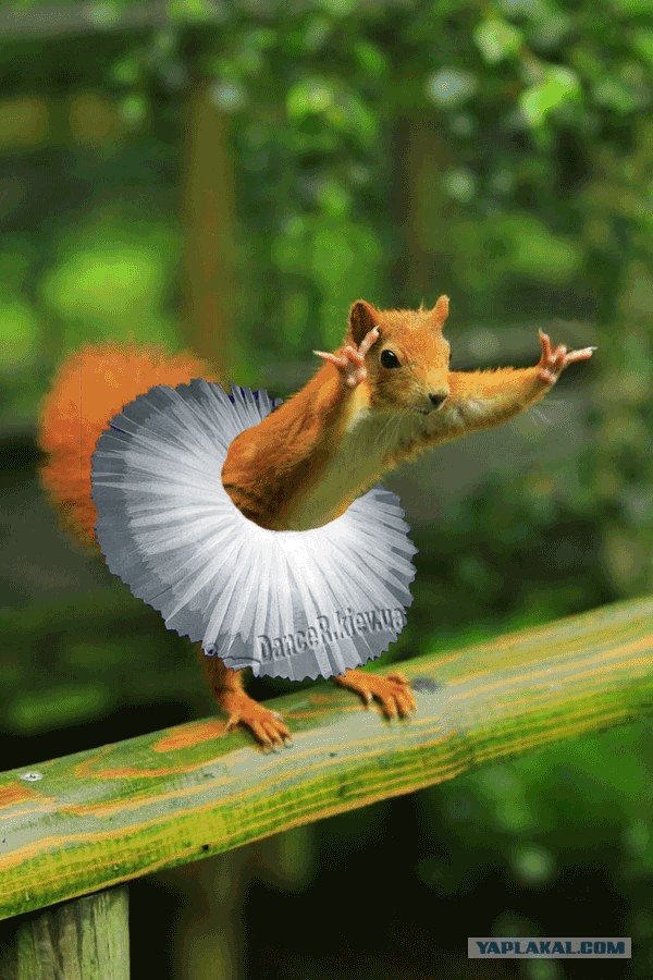 Фотожаба: Белка как бы говорит нам...