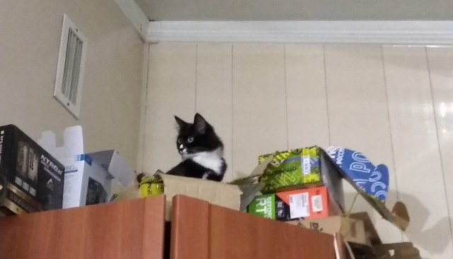 Картинки с котами и про котов