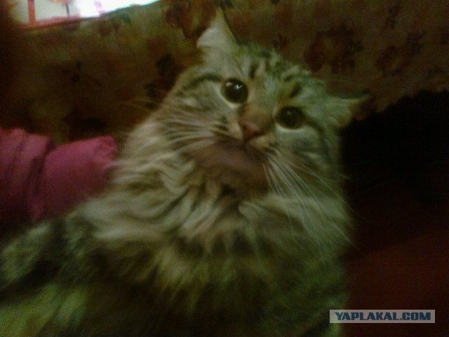 Котовторник. Поговорим о кличках, друзья