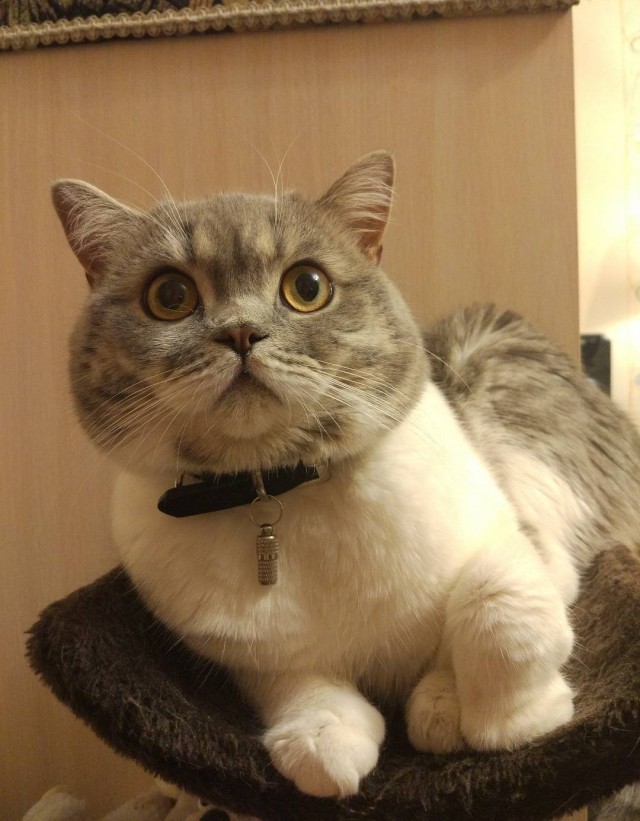 Последний котовторник лета