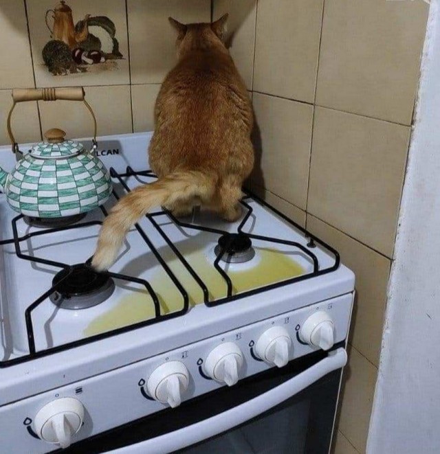 Коты, которые чихать хотели на ваше личное пространство