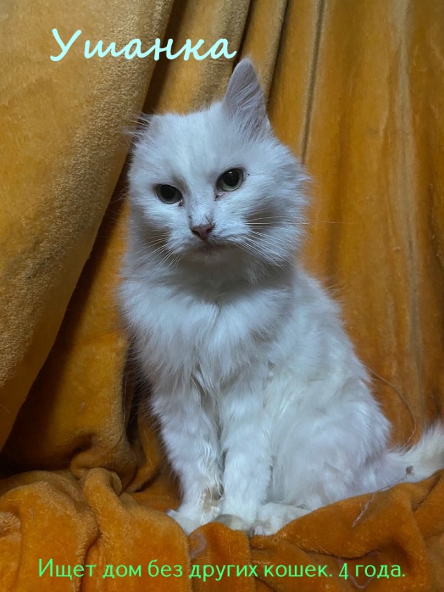 Жизнь домашнего приюта "Котоленд" 322