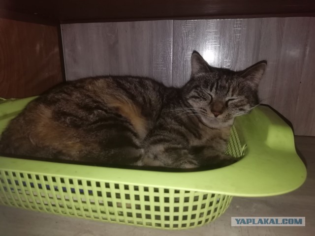 Вот кот. Просто кот . Подобрал на улице кузьмин
