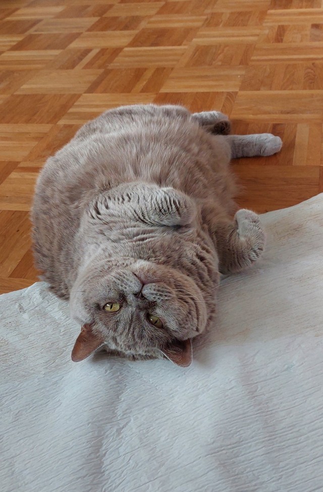 Долой политику, ура котикам!