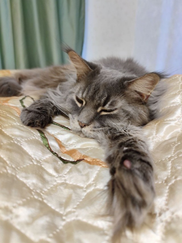 Котовторник вроде.