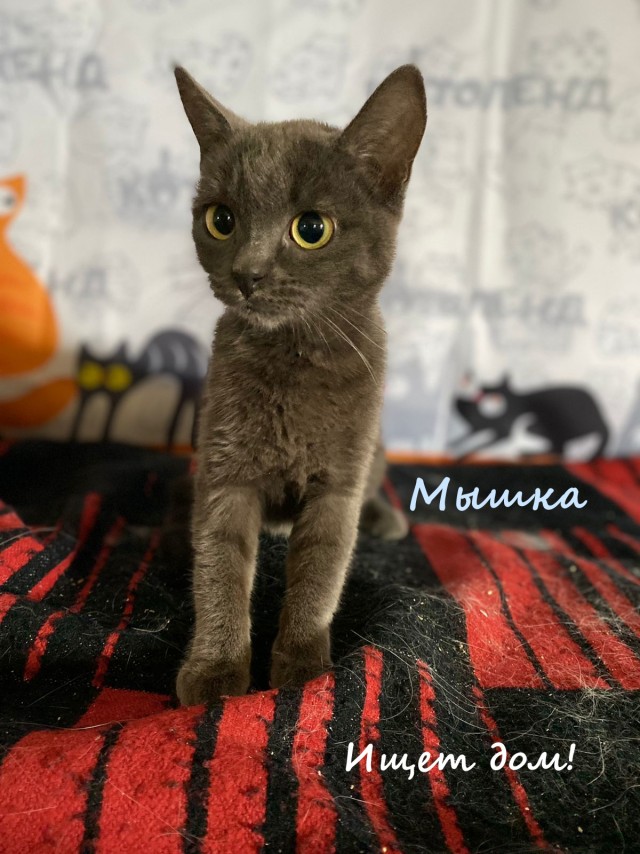 Жизнь домашнего приюта "Котоленд" 335