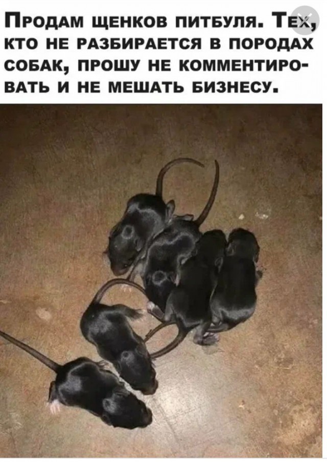Мать-героиня. Феличита из Екатеринбурга родила 17 миловидных щенят