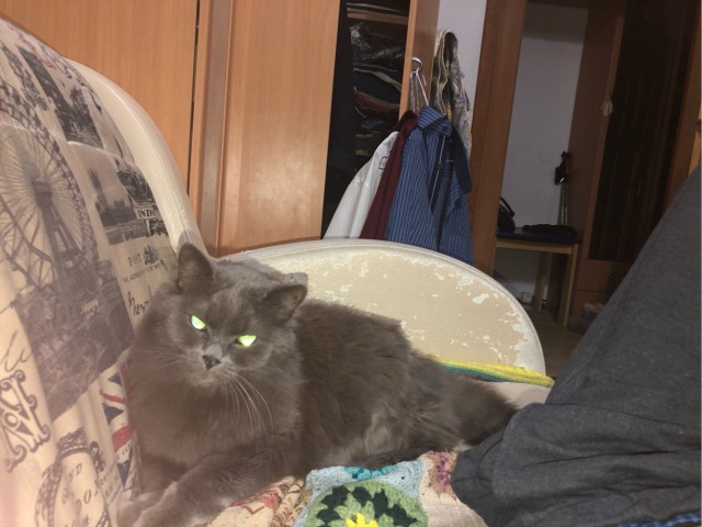 Начинаем котовторник.