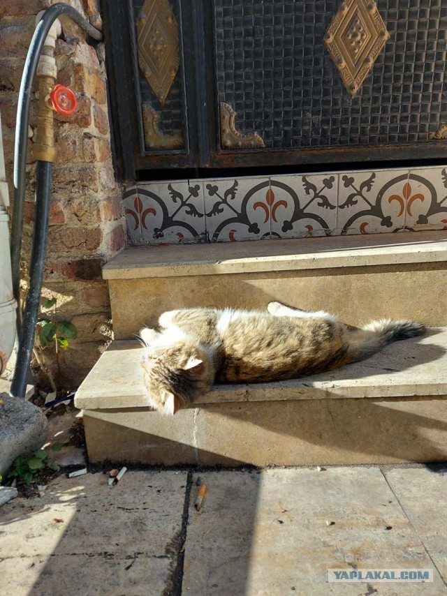 Котики Стамбула