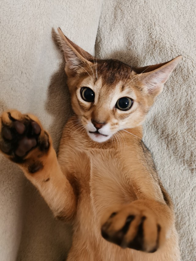 Котовторнику посвящается!