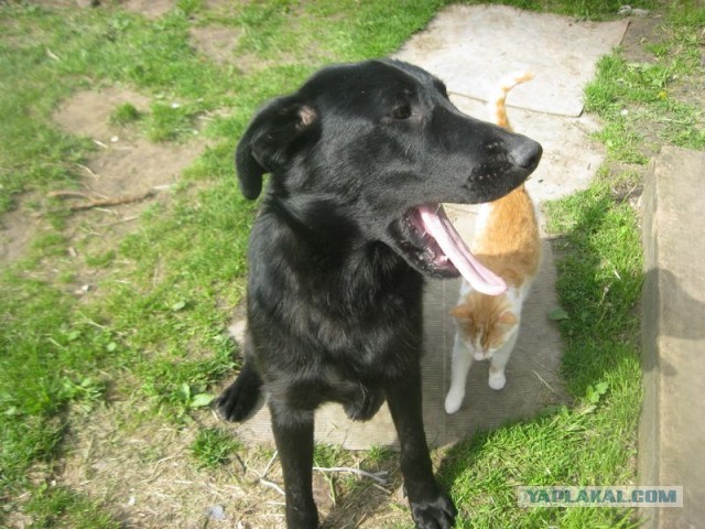 Жизнь домашнего приюта для котеек 447
