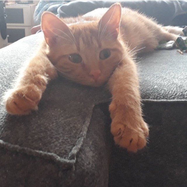 Котовторник Рыжих