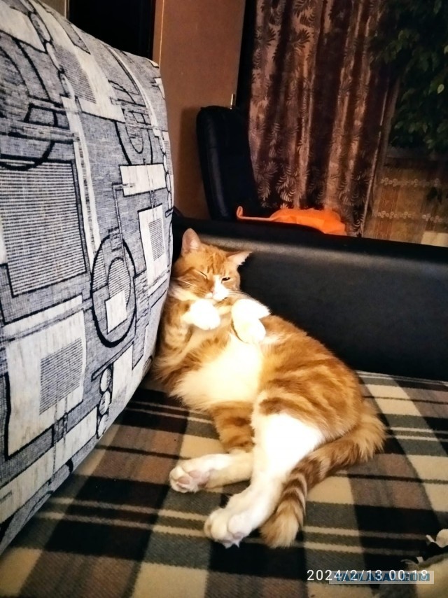 Кошкопортрет