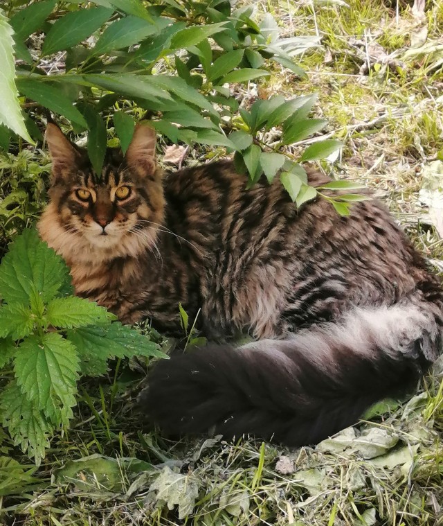 Котовторник!