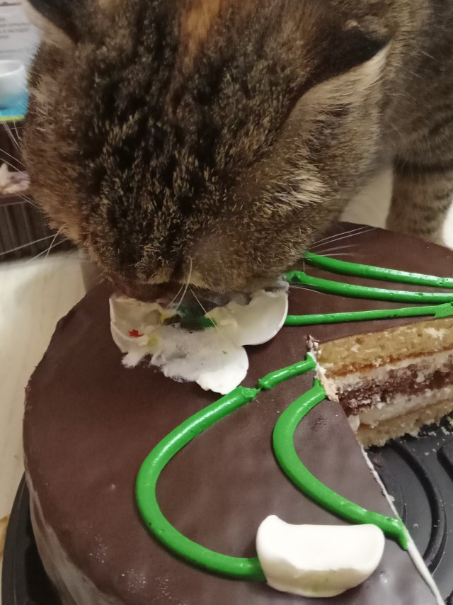 Жизнь с котом в одной картинке