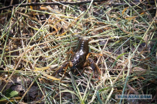 В дали от городской суеты