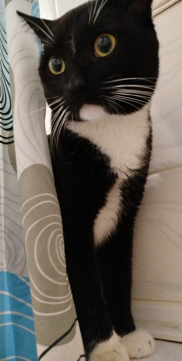Котовторник 05/11/2024