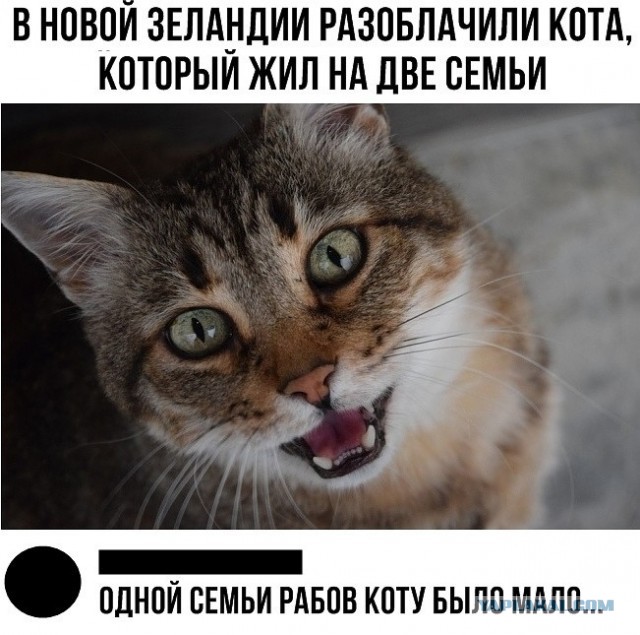 Всё что надо знать про абхазов⁠⁠
