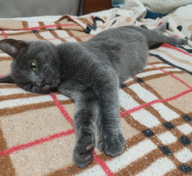 Последний котовторник в этом году